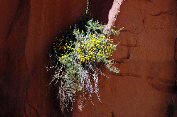 Wildflowers growing from a crack in the rock