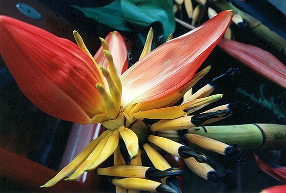 Banana flower, Hanoi